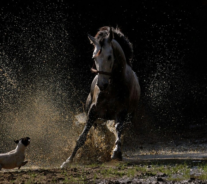 horse