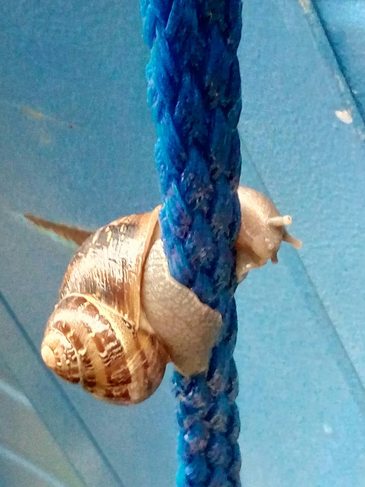 snail