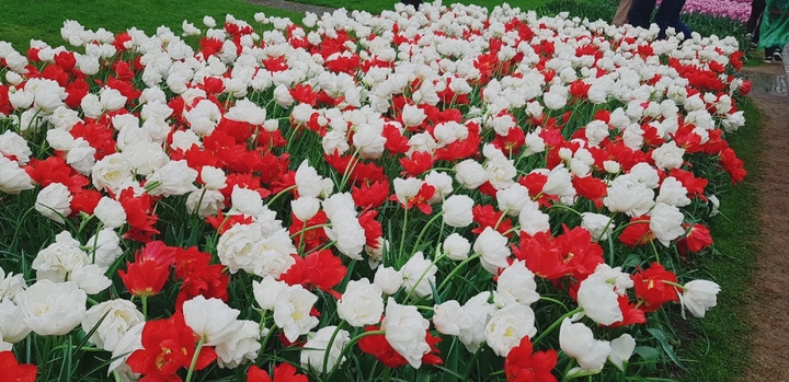 red and white flower