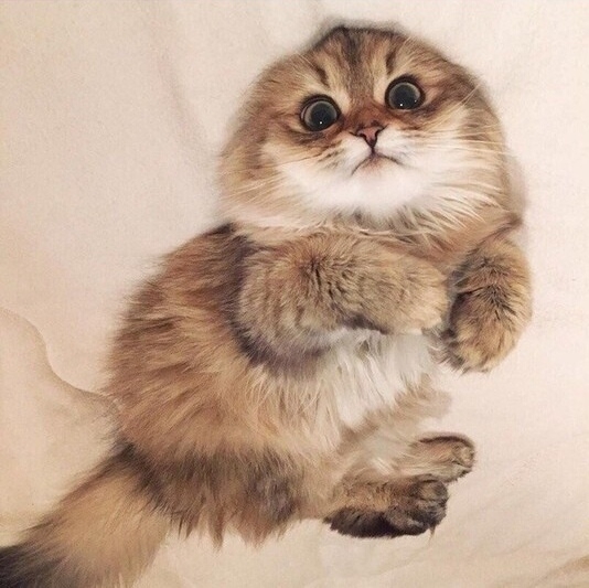 котик