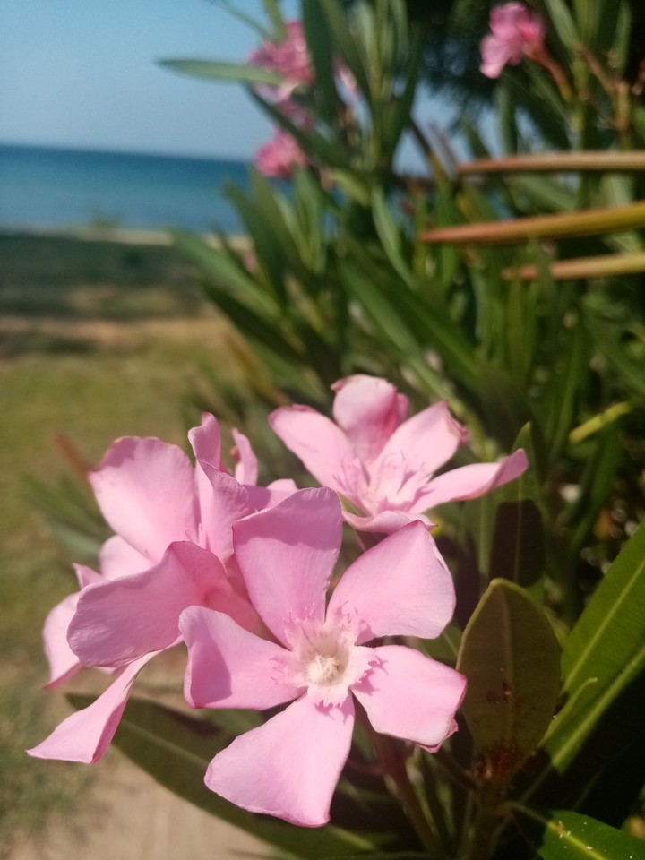 Pembe çiçek 2