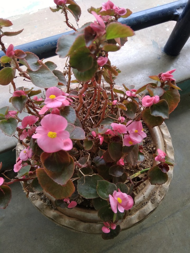 # blossoms