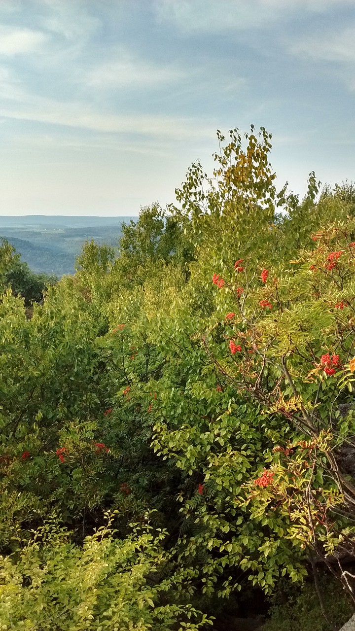 Just some nature