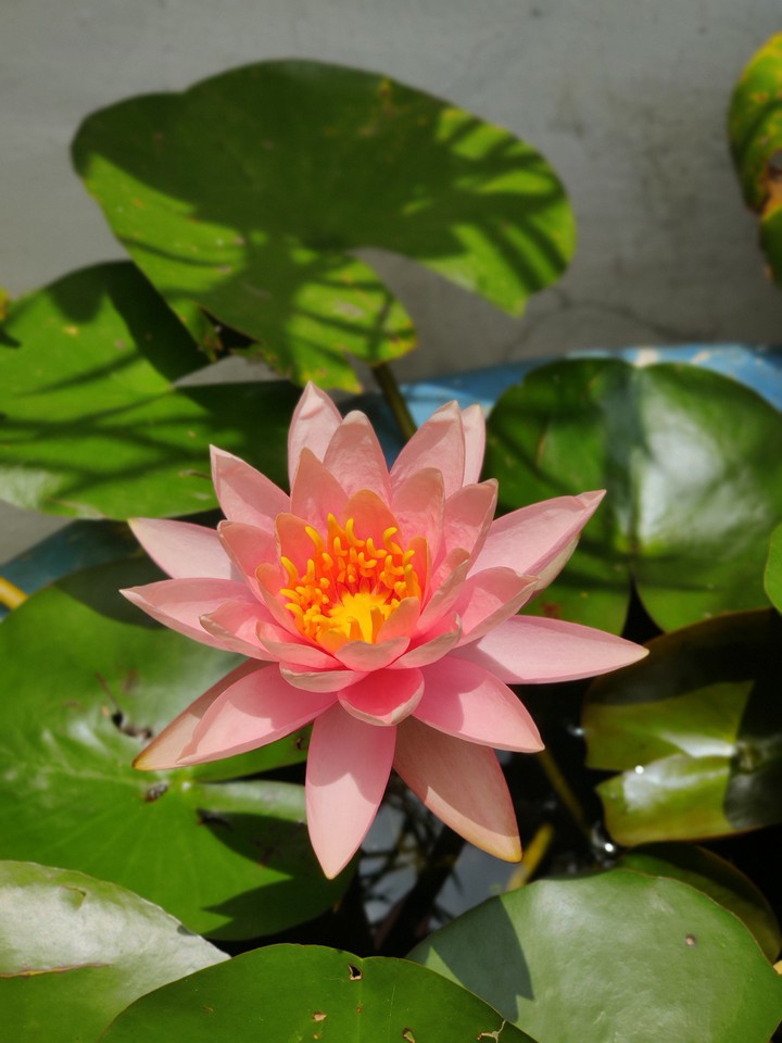 lotus