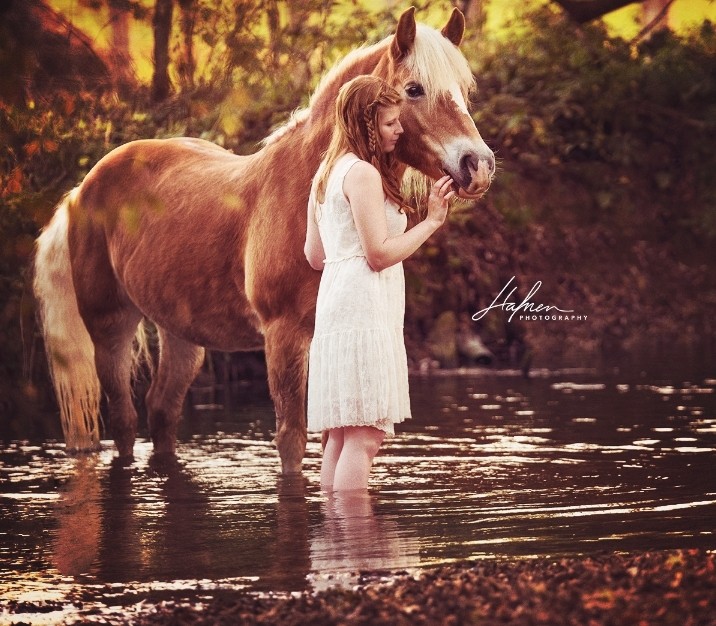 wunderschön~haflinger~♡
