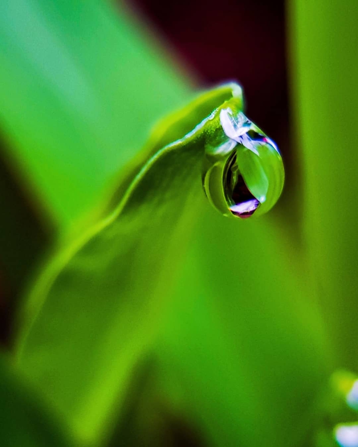 Water Drops on Leaves