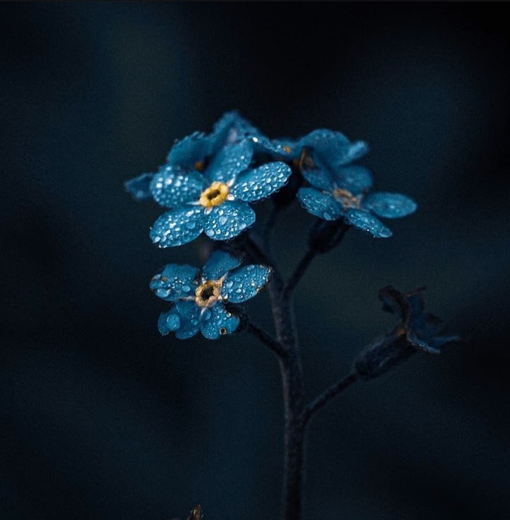 Dark Flower