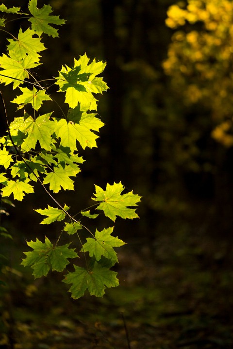 Fall in the forest 1