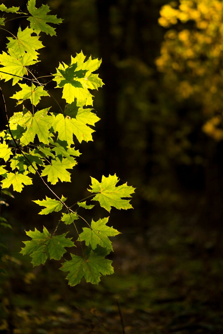 Fall in the forest 1