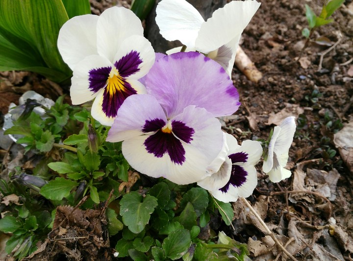 violet