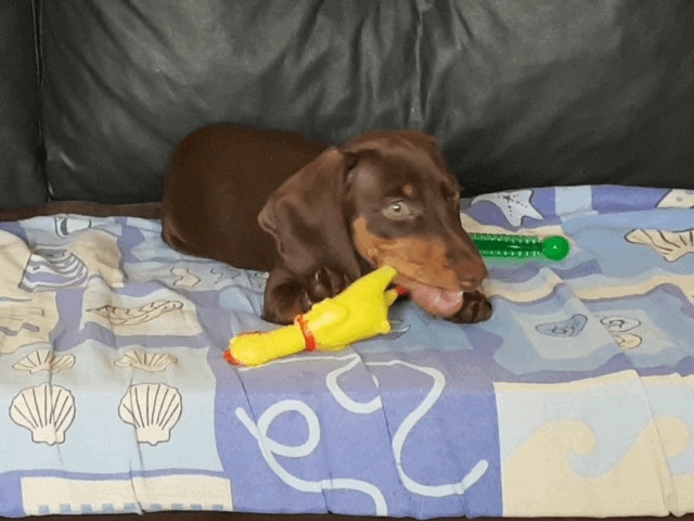 pet