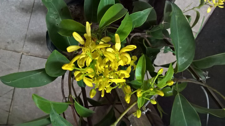 My flowers
