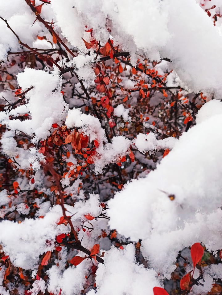 red thorn