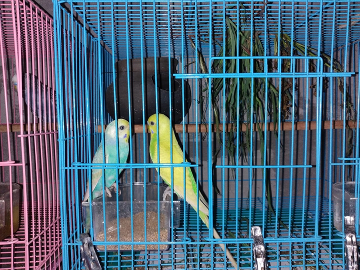 @Birds