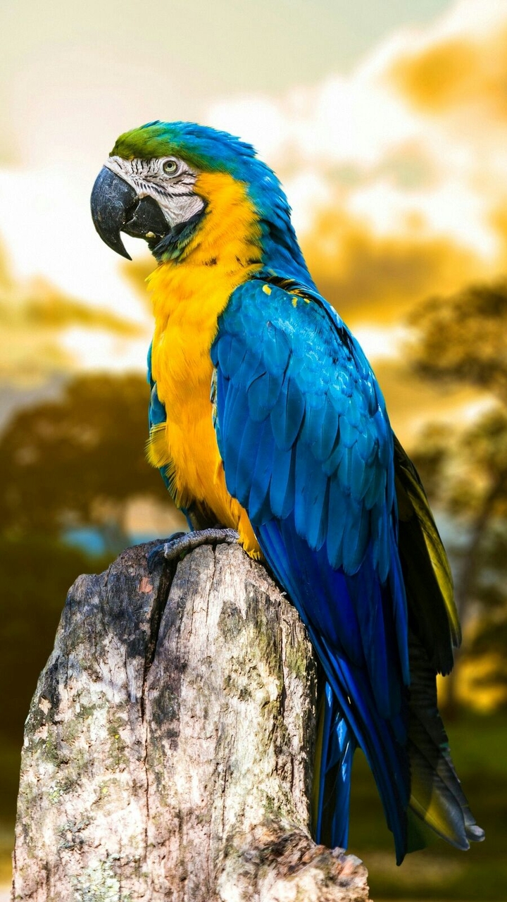 cute bird