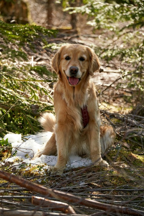 whiskers, retriever duvar kağıtları