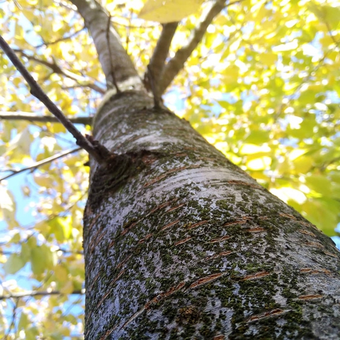 autumn