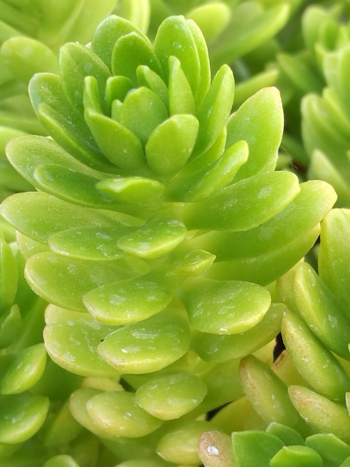 verde