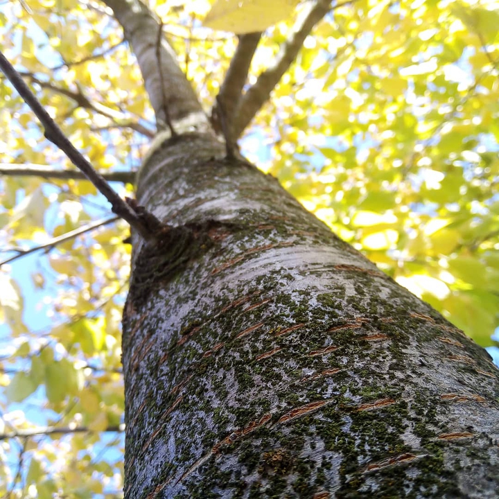 autumn