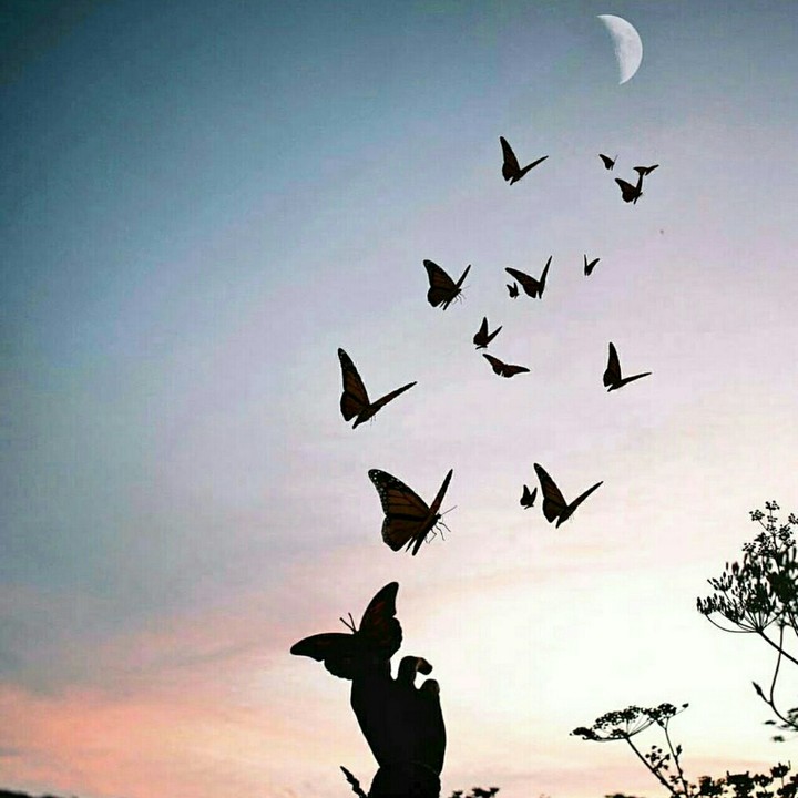 mariposas