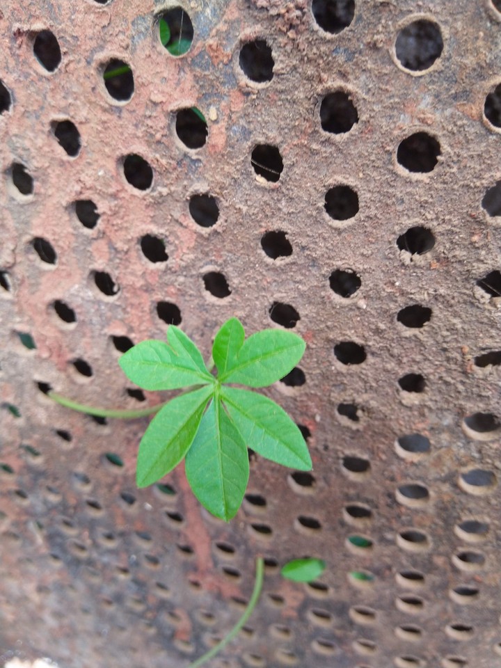 leaf