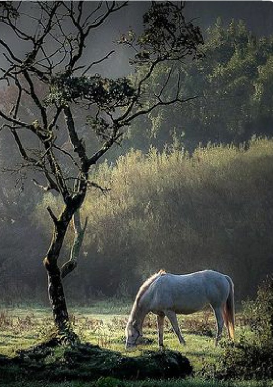 nature