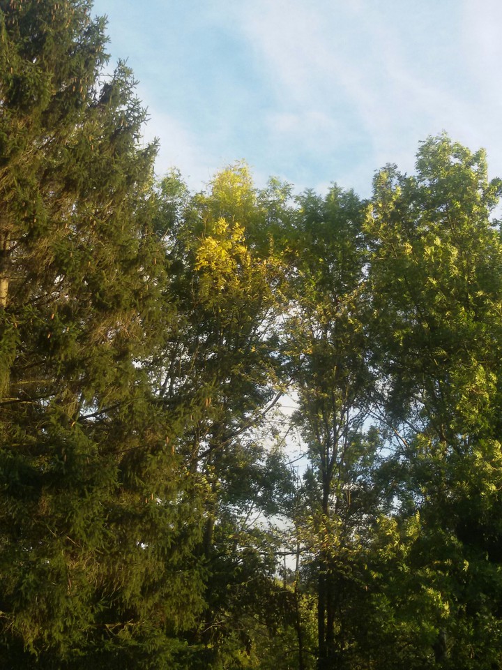Restsonne