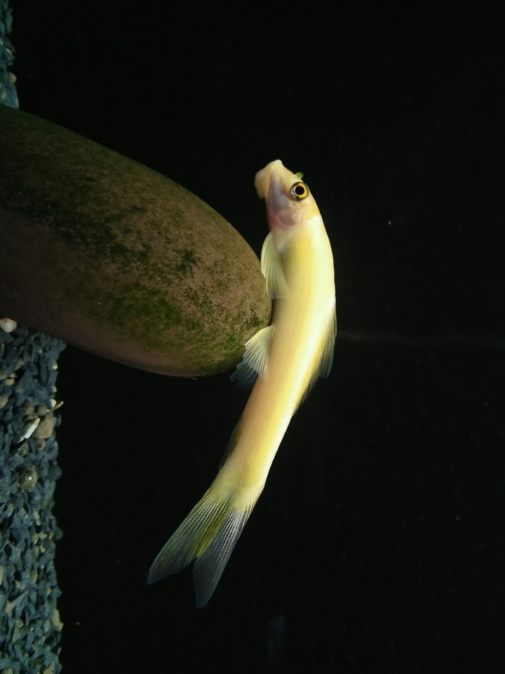 fish