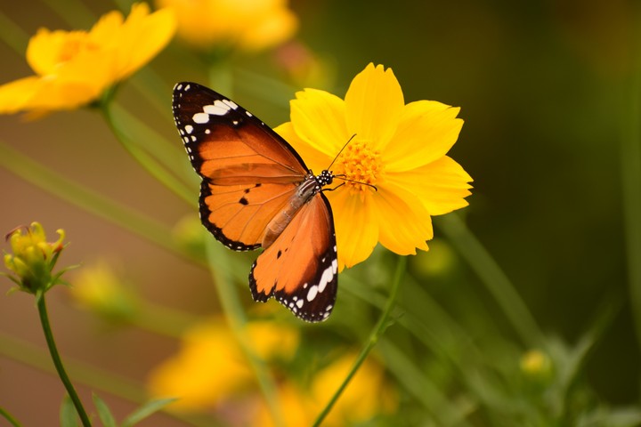 Butterfly