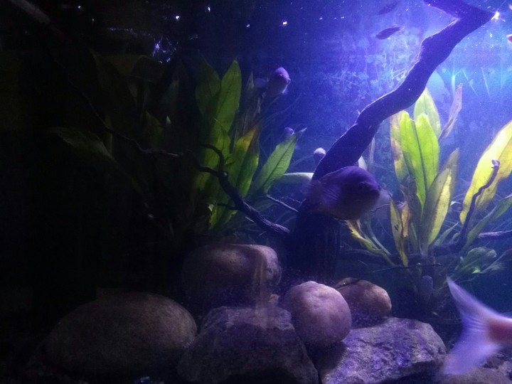 AQUARIUM
