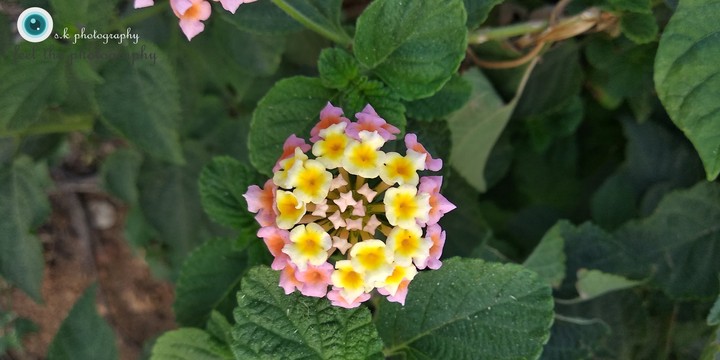 cutty smiling flower..