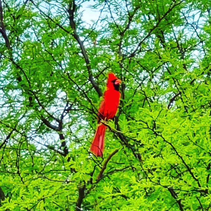 Red Cardinal