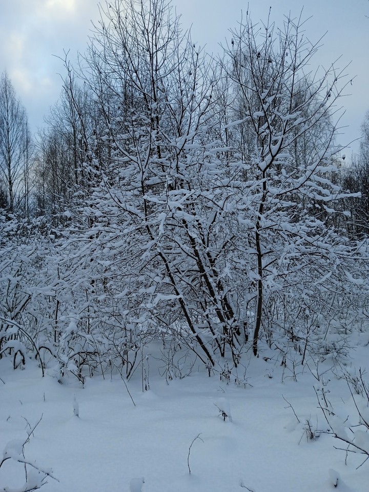 Зима