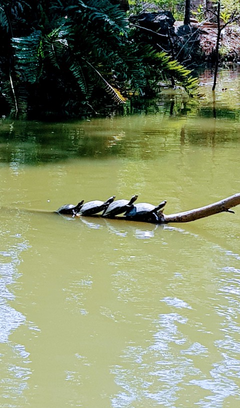 turtle