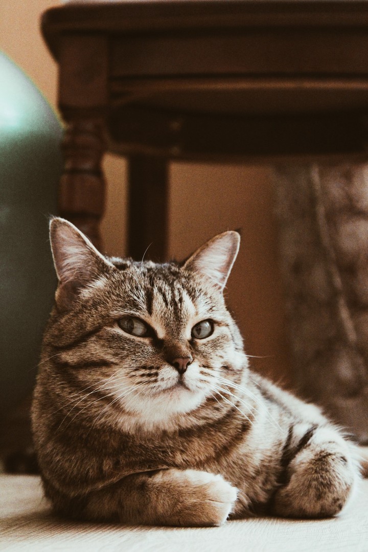 кошка