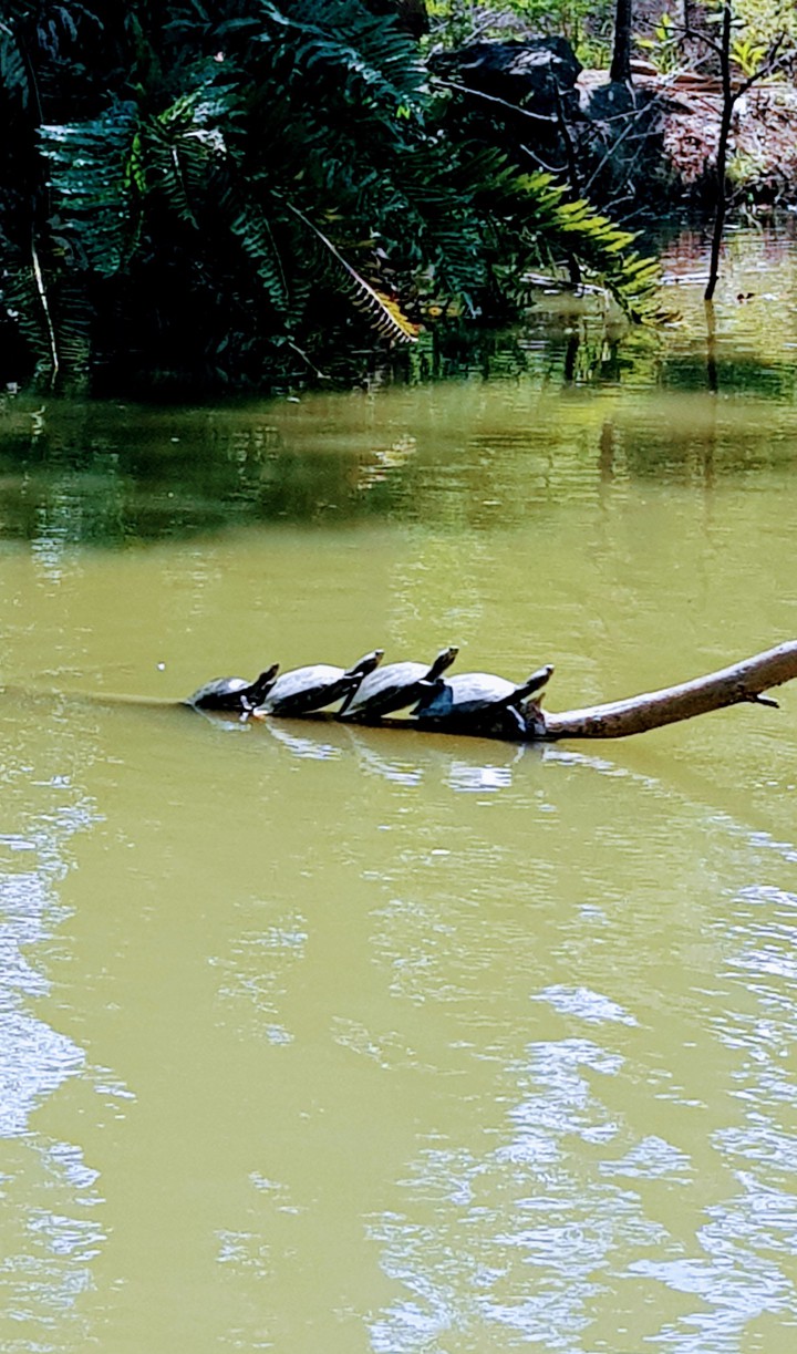 turtle