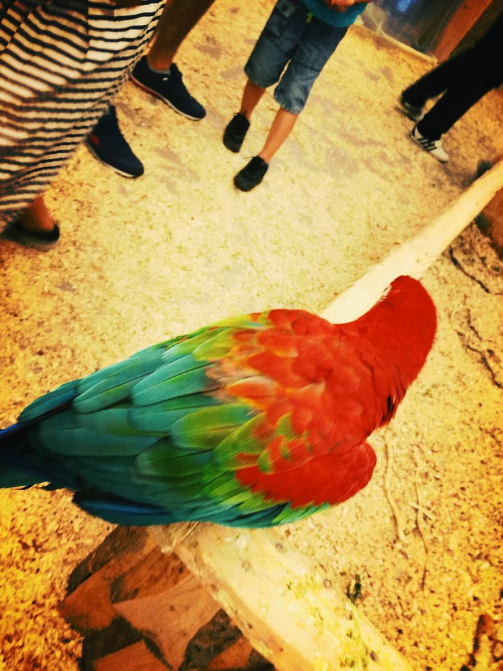 rio