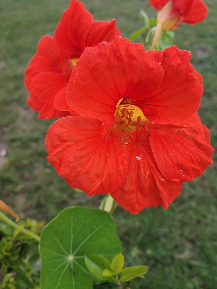 red flower