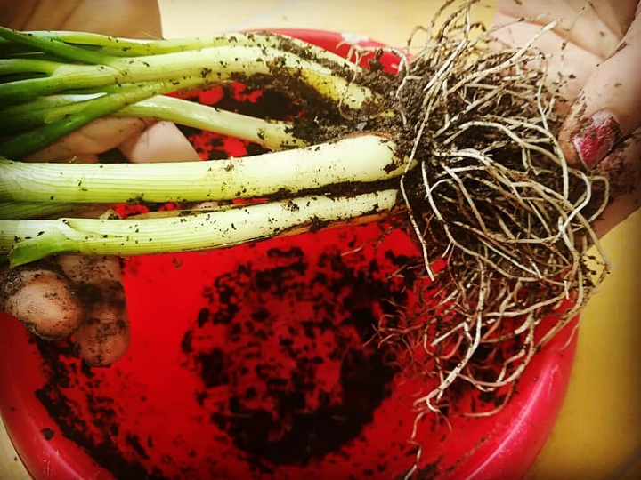 Onion harvest