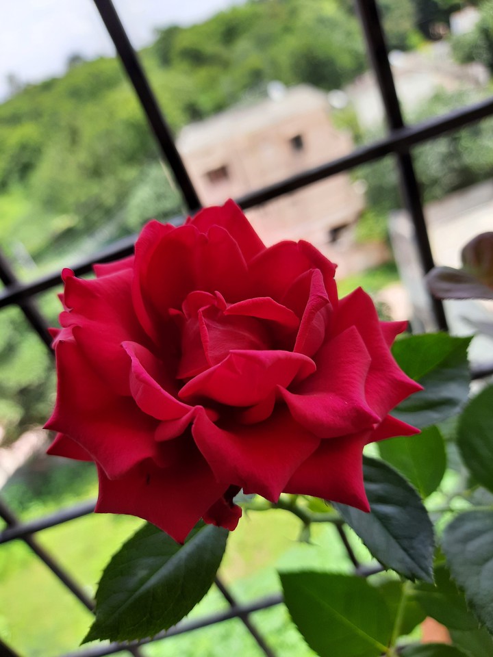 rose