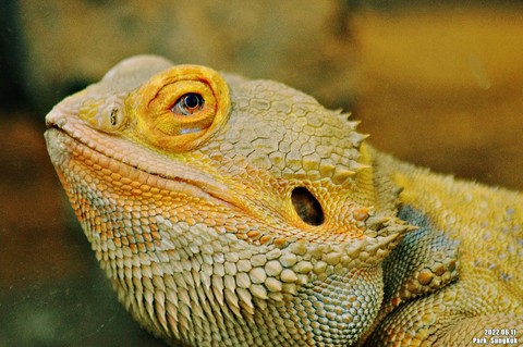 Close-up, iguania वॉलपेपर