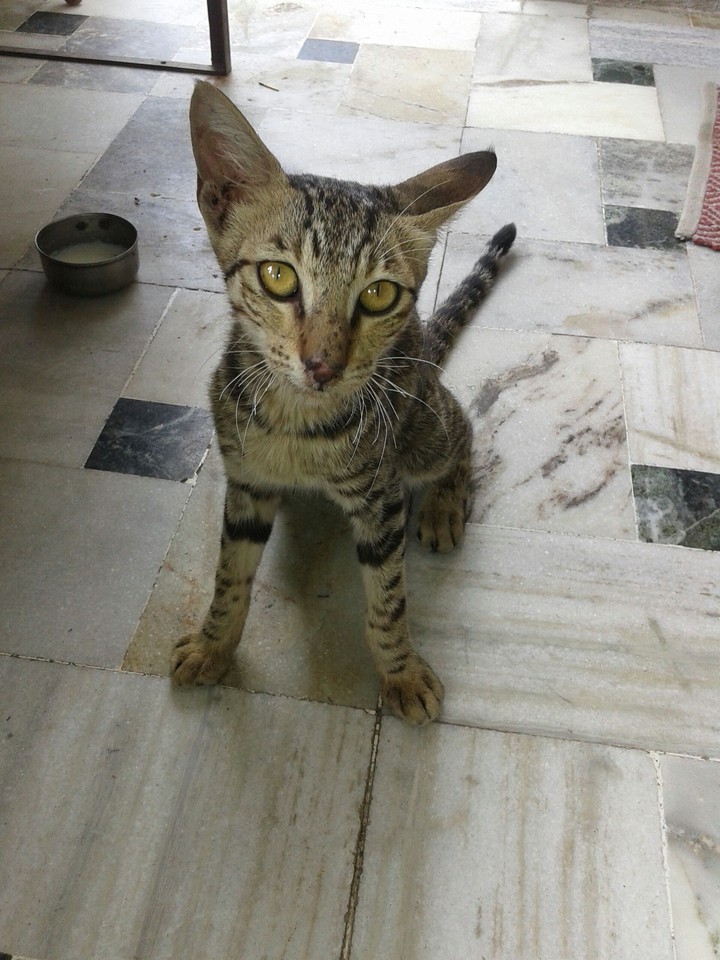 Cat expression