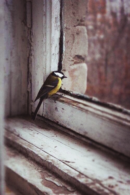 bird