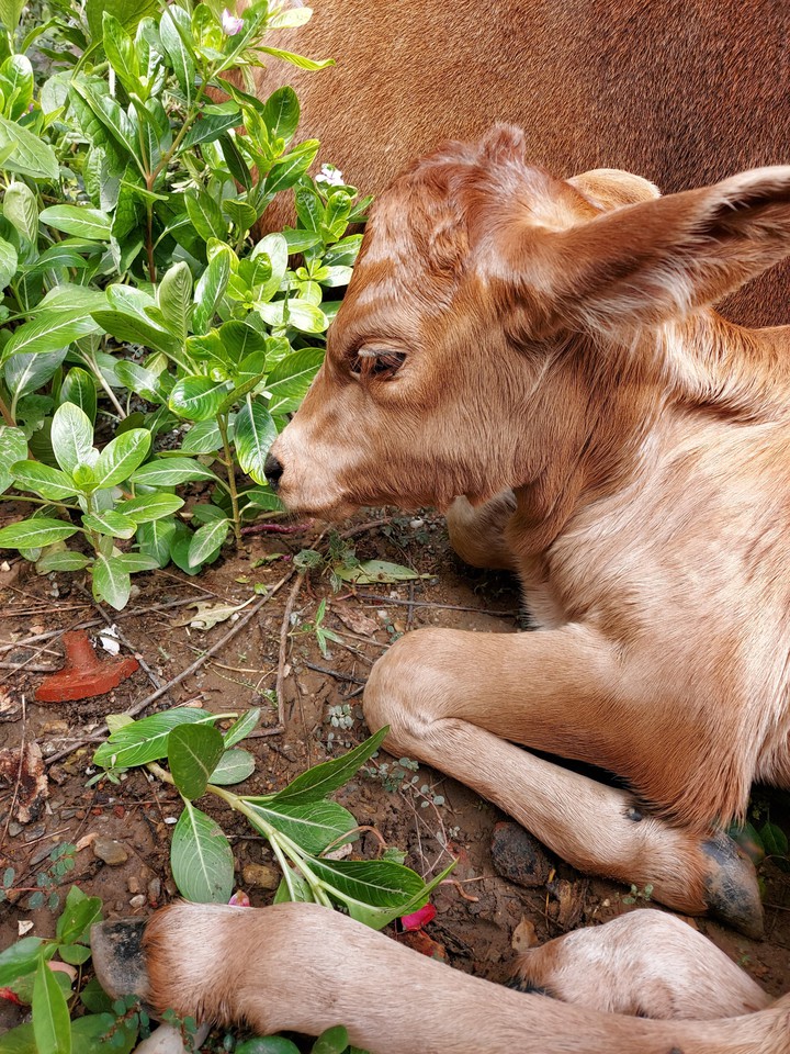 Mother Cow