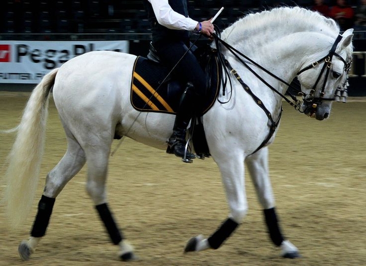 Horses