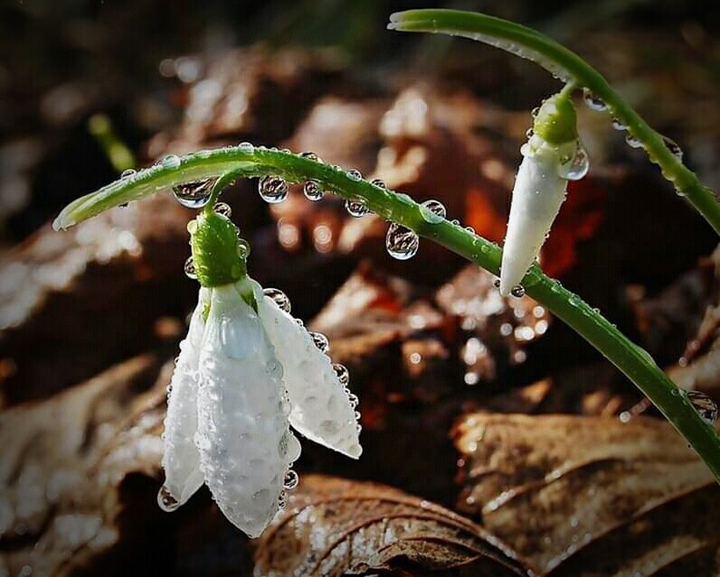 flowers