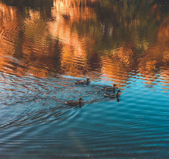 Duck