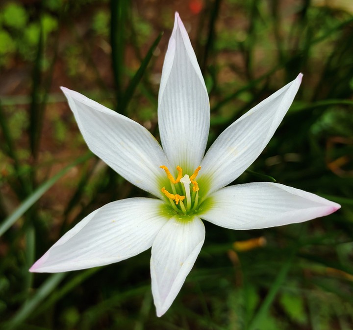 lilly