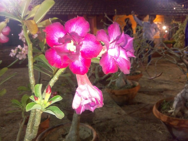 flowers