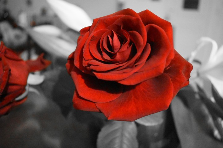 rose